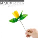 Роза, меняющая цвет — изображение 2