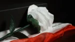Роза меняет цвет Fantastic Rose